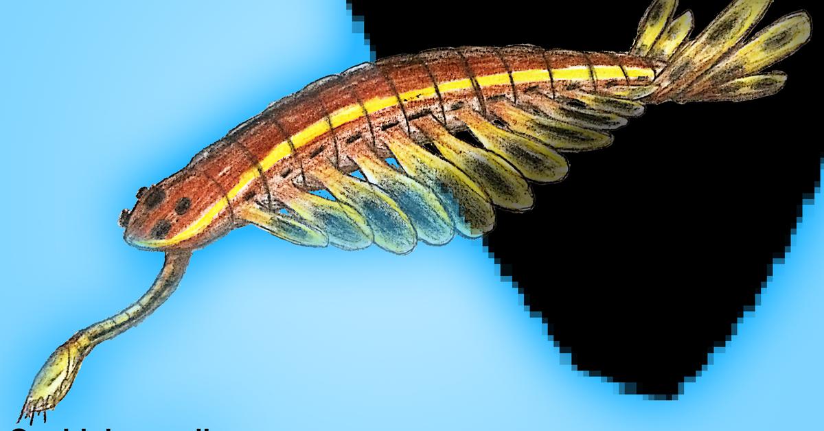 Dynamic image of the Opabinia, popularly known in Indonesia as Opabinia.