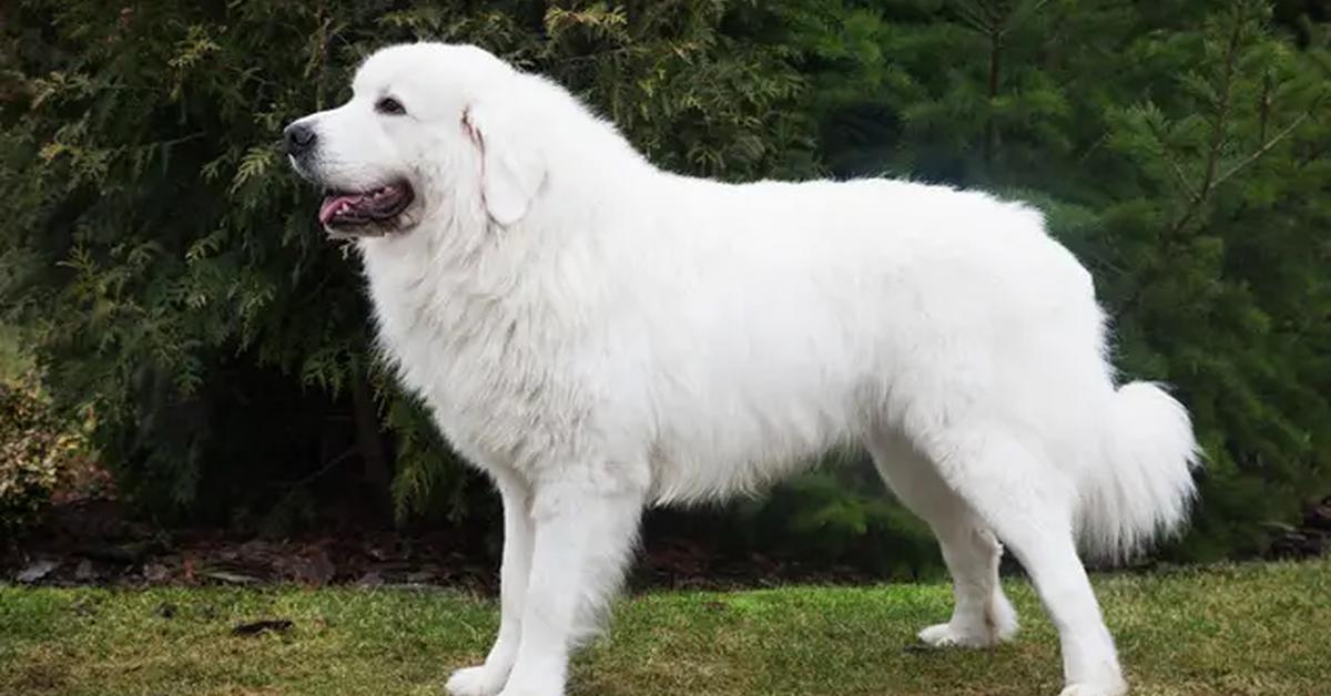 Striking appearance of the Polish Tatra Sheepdog, known in scientific circles as Canis lupus familiaris.