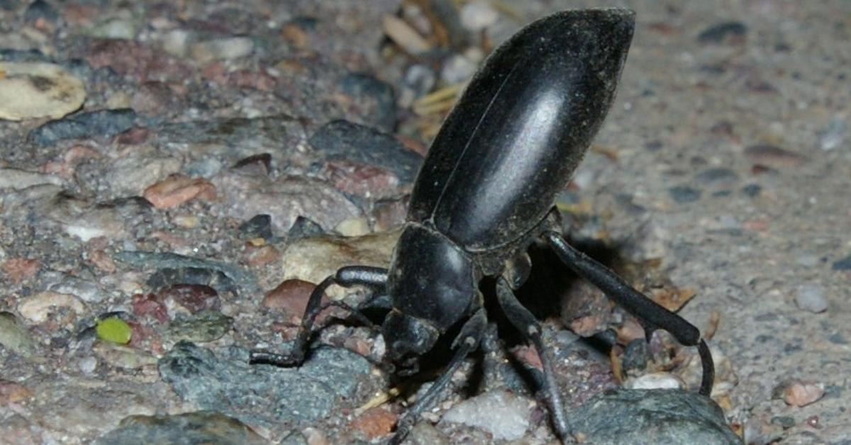 Glimpse of the Pinacate Beetle, known in the scientific community as Eleodes armatus LeConte.