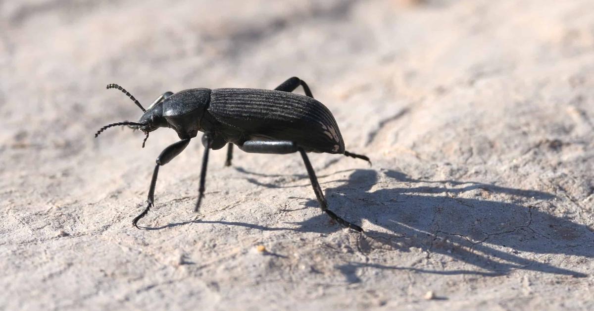 The elegant Pinacate Beetle (Eleodes armatus LeConte), a marvel of nature.