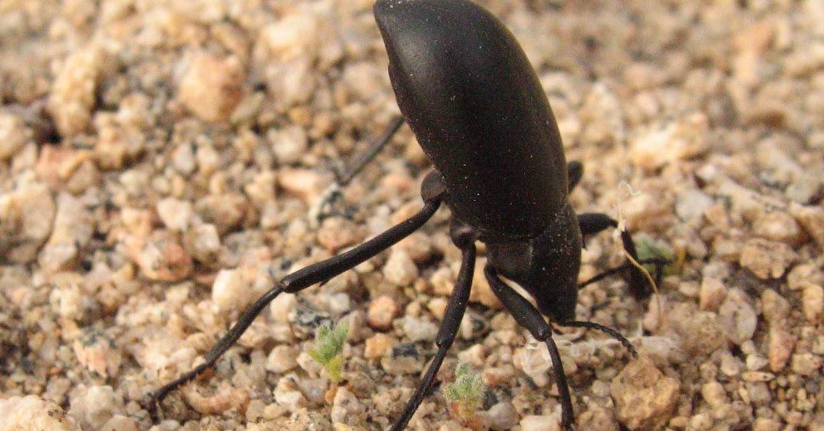 Close encounter with the Pinacate Beetle, scientifically called Eleodes armatus LeConte.