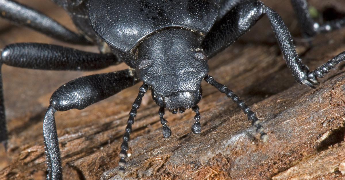 Image showcasing the Pinacate Beetle, known in Indonesia as Kumbang Pinacate.