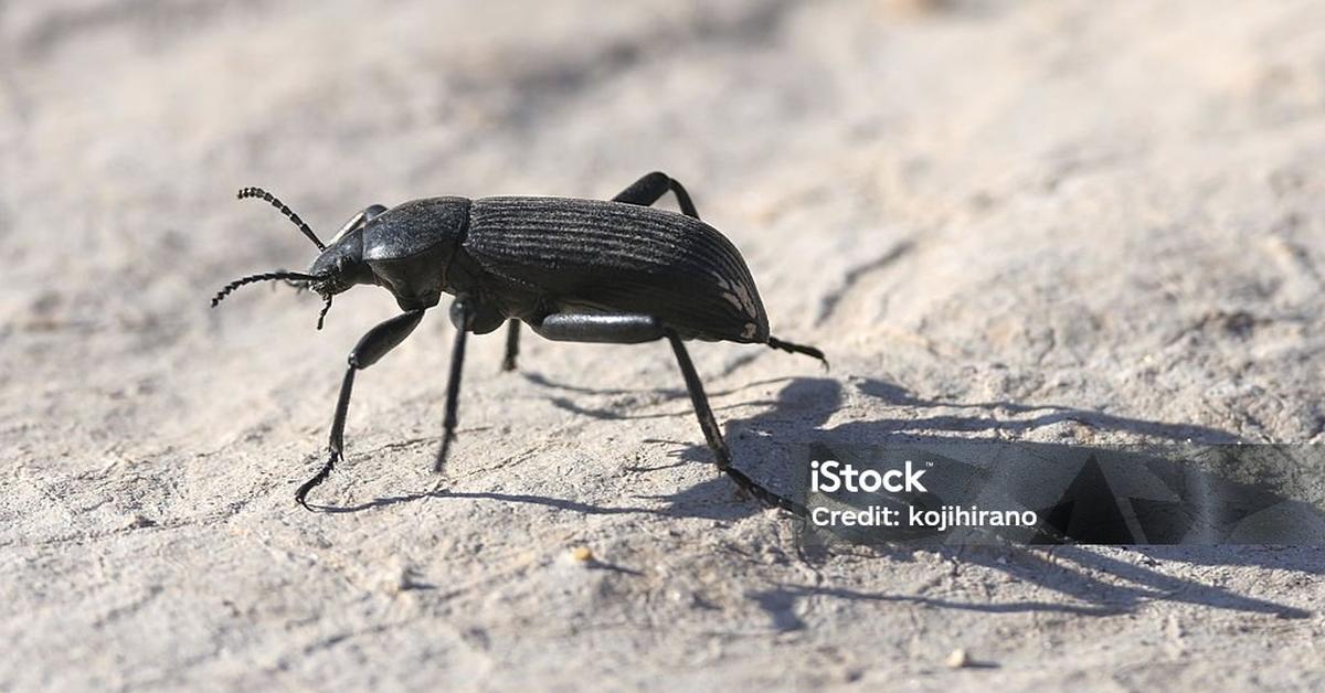 The Pinacate Beetle, a beautiful species also known as Kumbang Pinacate in Bahasa Indonesia.