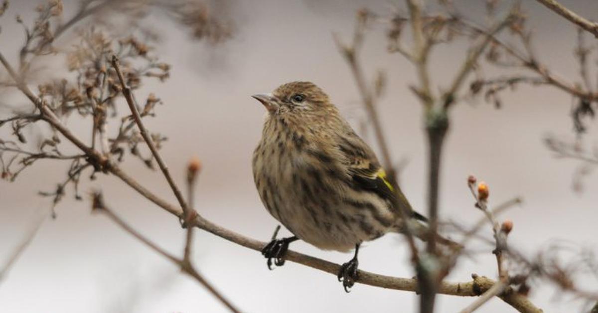 Dynamic image of the Pine Siskin, popularly known in Indonesia as Burung Siskin Pohon.