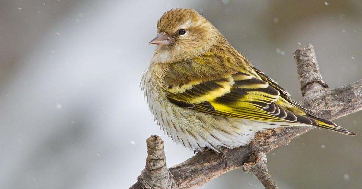 Image showcasing the Pine Siskin, known in Indonesia as Burung Siskin Pohon.