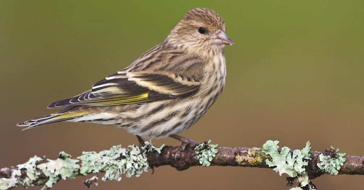 Natural elegance of the Pine Siskin, scientifically termed Spinus pinus.