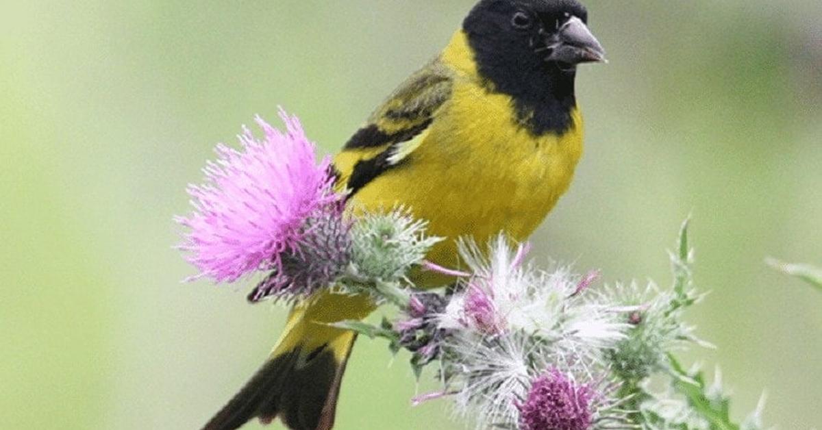 Vivid image of the Pine Siskin, or Burung Siskin Pohon in Indonesian context.