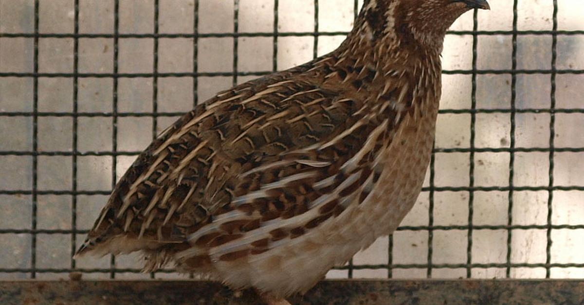 Image showcasing the Partridge, known in Indonesia as Burung Puyuh.