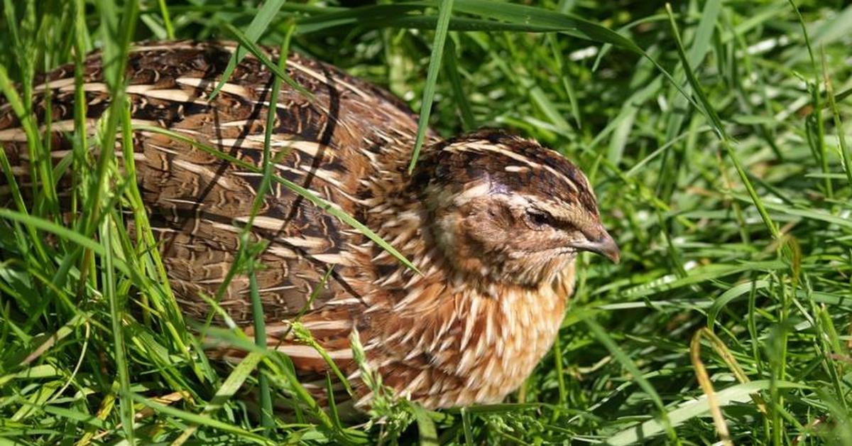 Charming view of the Partridge, in Indonesia referred to as Burung Puyuh.