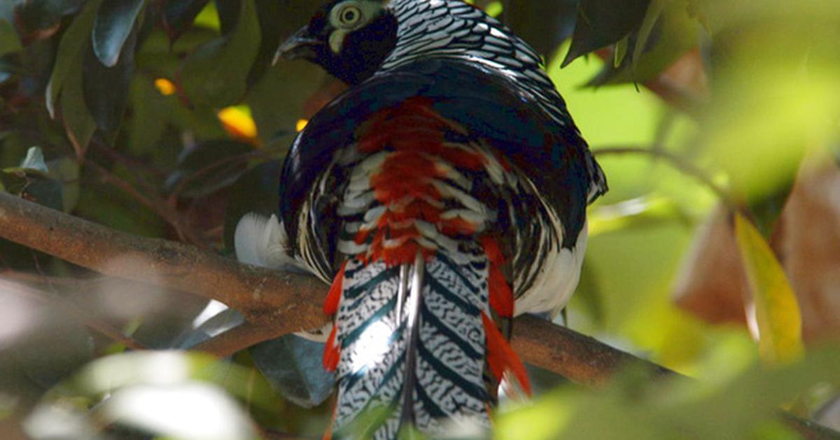 Captured elegance of the Partridge, known in Indonesia as Burung Puyuh.