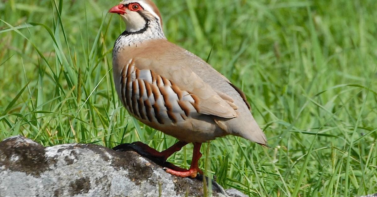 Graceful Partridge, a creature with the scientific name Phasianidae.