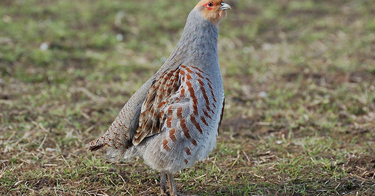 Photograph of the unique Partridge, known scientifically as Phasianidae.