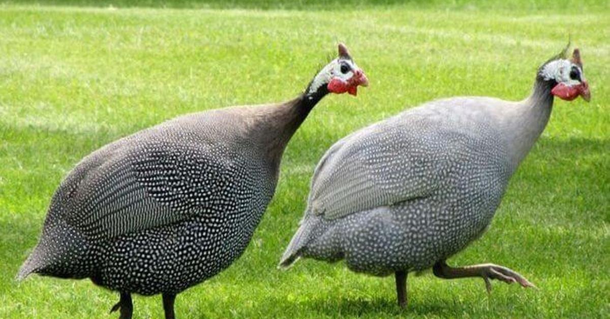 Distinctive Prairie Chicken, in Indonesia known as Ayam Prairia, captured in this image.