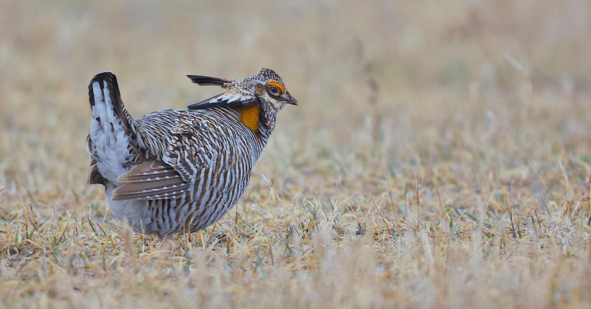 Iconic view of the Prairie Chicken, or Tympanuchus, in its habitat.