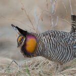 Image showcasing the Prairie Chicken, known in Indonesia as Ayam Prairia.