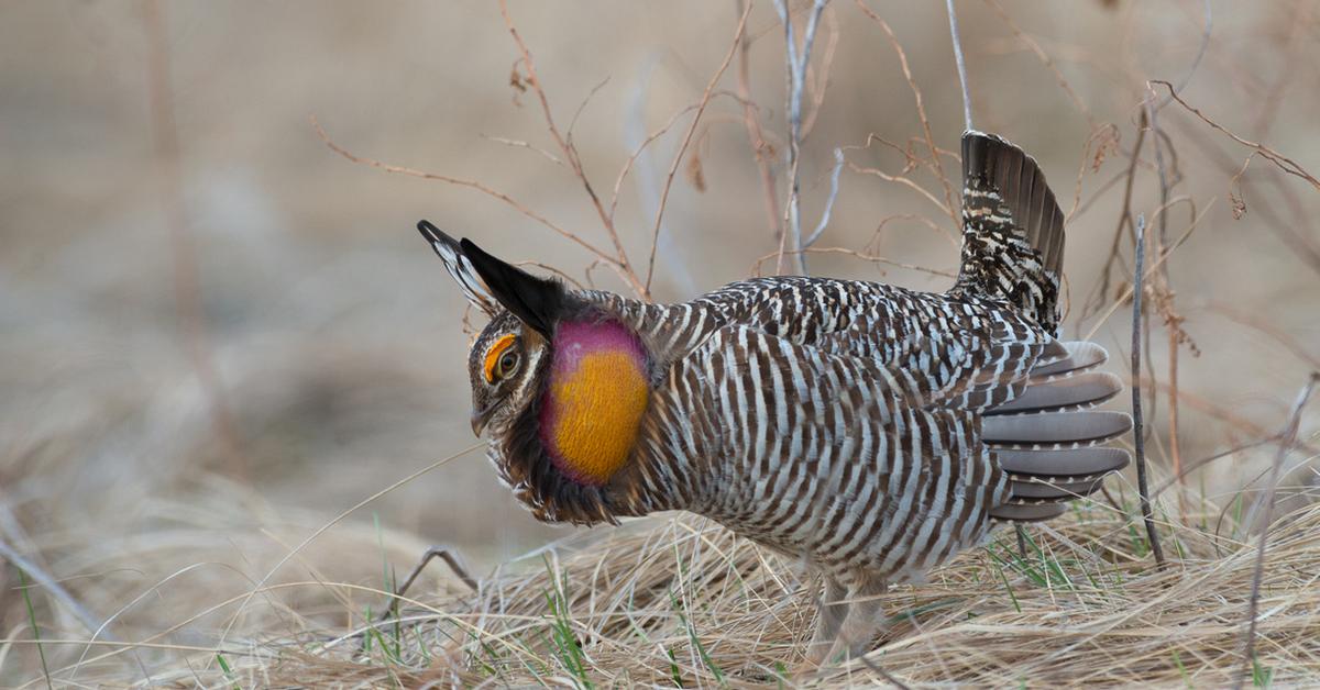 Image showcasing the Prairie Chicken, known in Indonesia as Ayam Prairia.