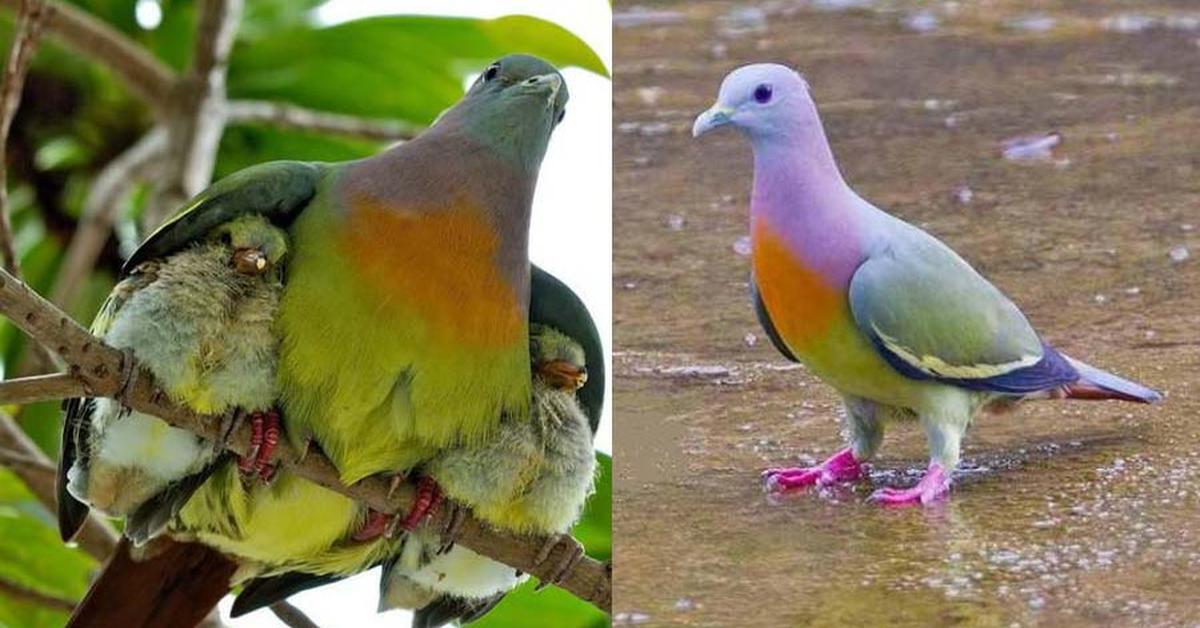 Captured elegance of the Pink-Necked Green Pigeon, known in Indonesia as Merpati Hijau Leher Merah Muda.