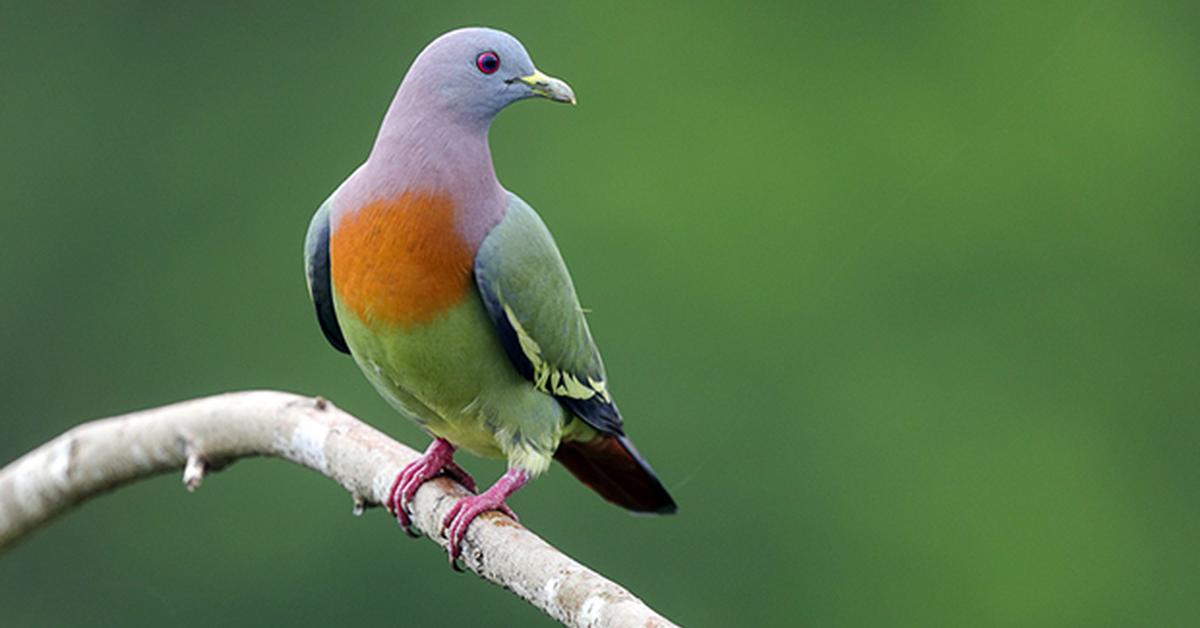 Insightful look at the Pink-Necked Green Pigeon, known to Indonesians as Merpati Hijau Leher Merah Muda.