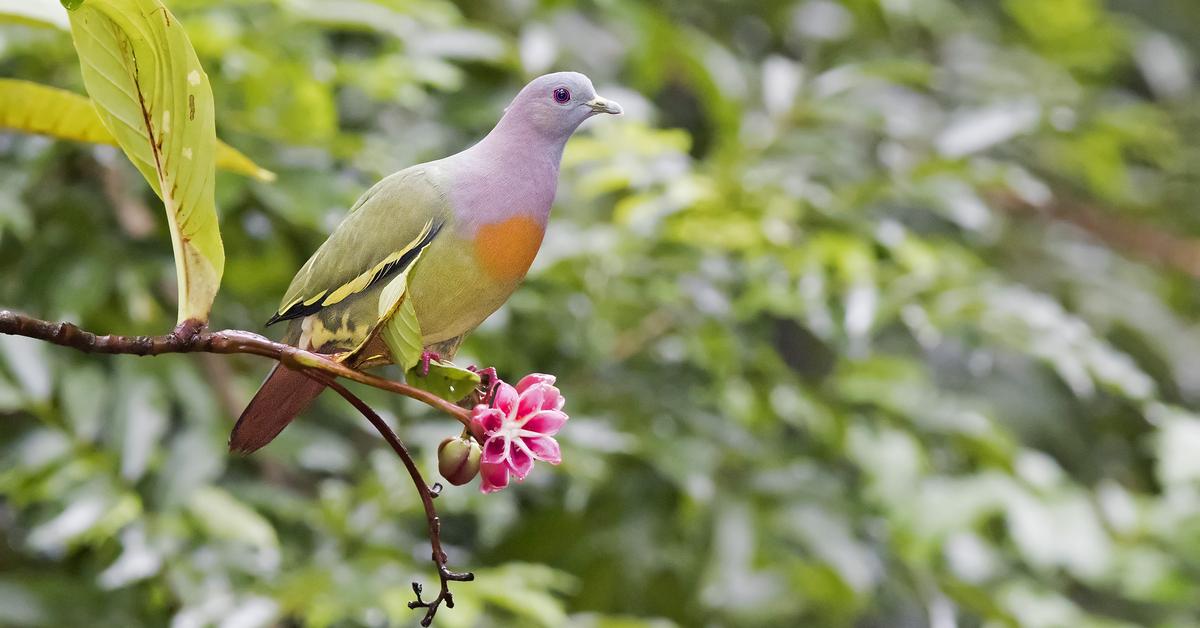 The Pink-Necked Green Pigeon, an example of Treron Vernans, in its natural environment.