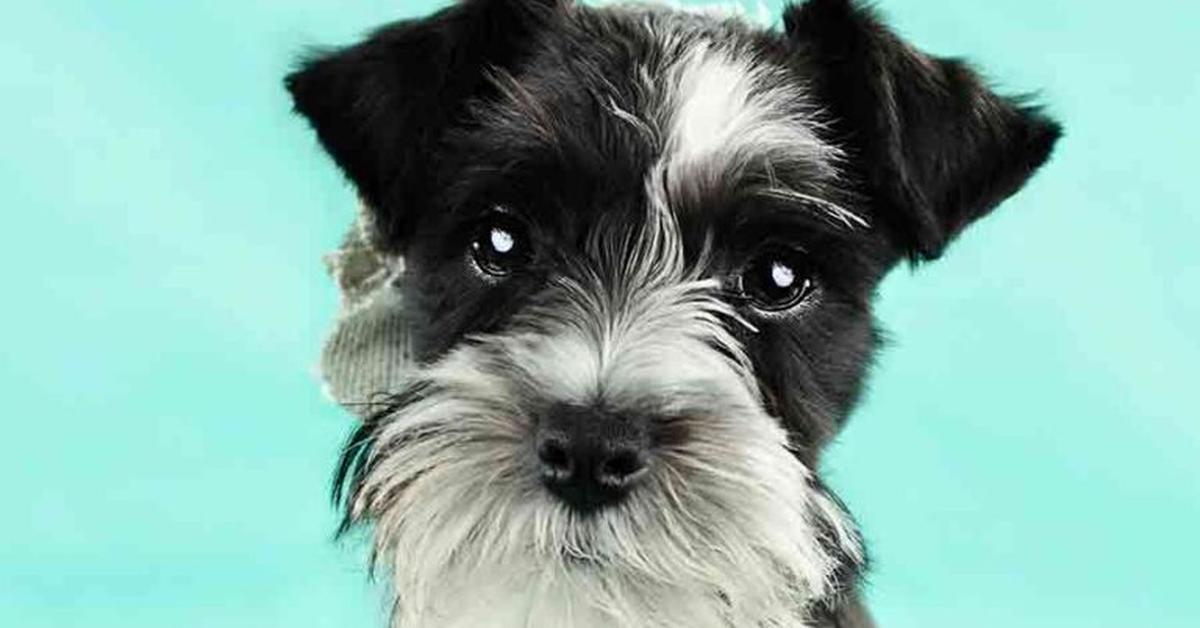 Picture of Parti Schnauzer, known in Indonesia as Schnauzer Parti.