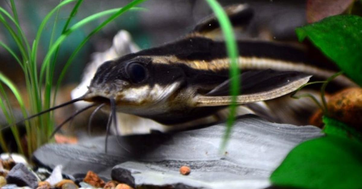 The Pictus Catfish, a species known as Pimelodus pictus, in its natural splendor.