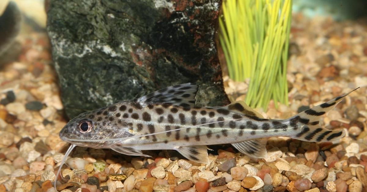 Image showcasing the Pictus Catfish, known in Indonesia as Ikan Lele Pictus.