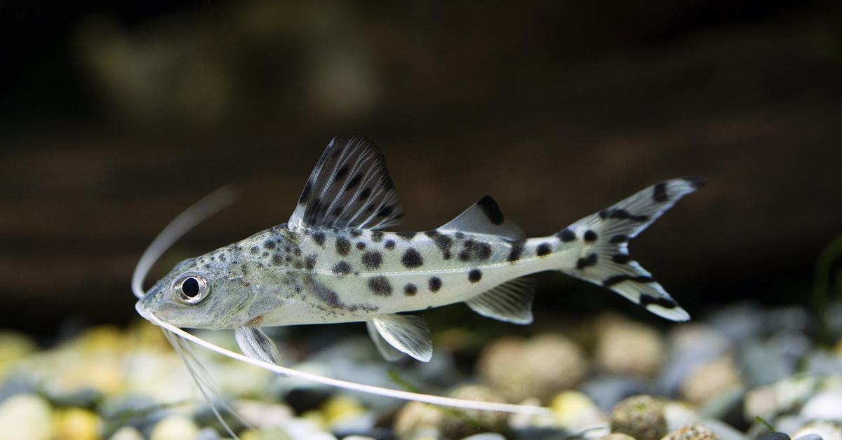 Captivating presence of the Pictus Catfish, a species called Pimelodus pictus.