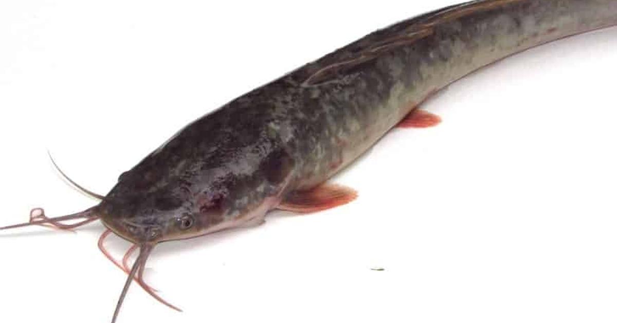 The majestic Pictus Catfish, also called Ikan Lele Pictus in Indonesia, in its glory.