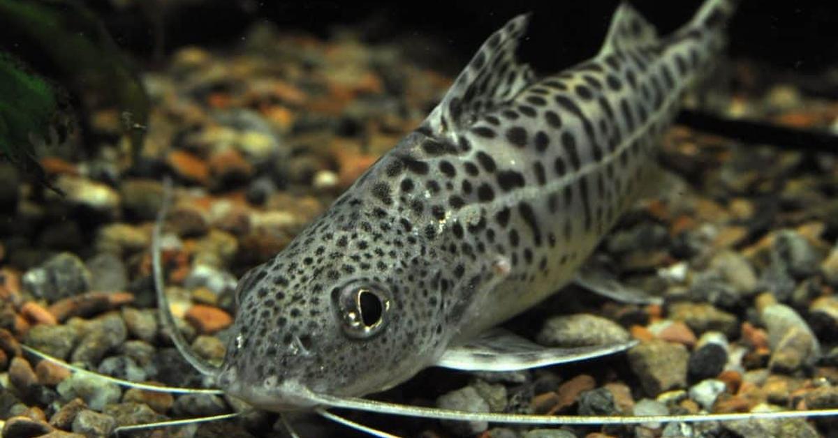 Enchanting Pictus Catfish, a species scientifically known as Pimelodus pictus.