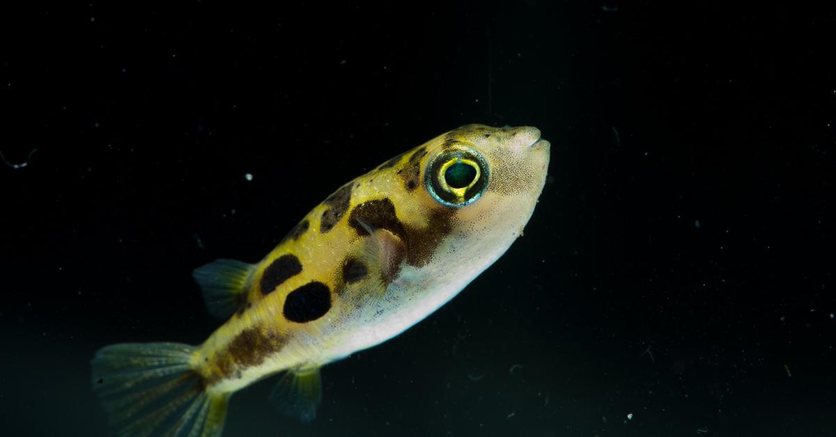 A look at the Pea Puffer, also recognized as Ikan Puffer Kacang in Indonesian culture.