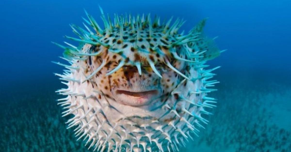 Iconic view of the Pea Puffer, or Carinotetraodon travancoricus, in its habitat.