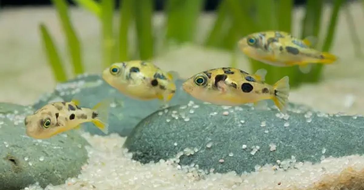 Vivid image of the Pea Puffer, or Ikan Puffer Kacang in Indonesian context.