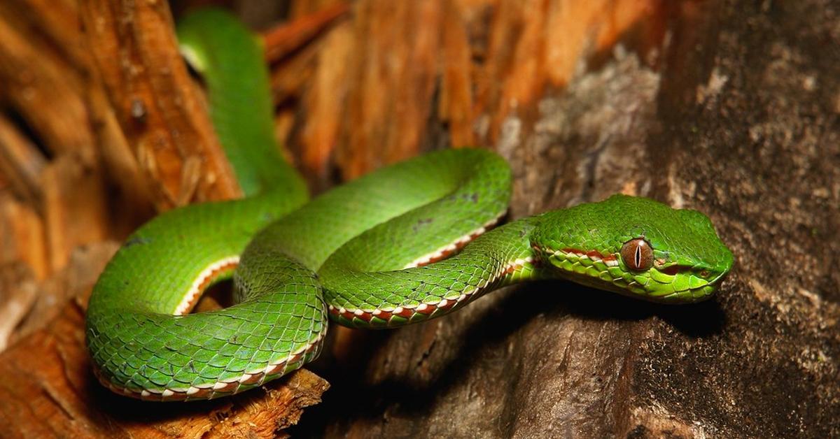 Graceful Pit Viper, a creature with the scientific name Crotalinae.