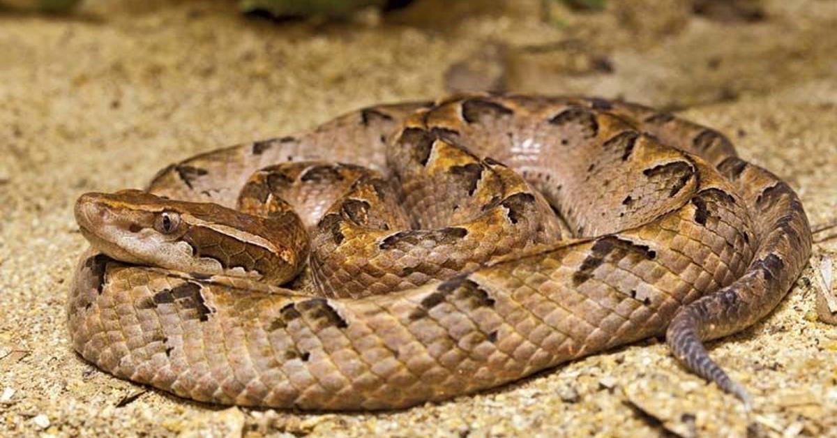 Graceful Pit Viper, a creature with the scientific name Crotalinae.