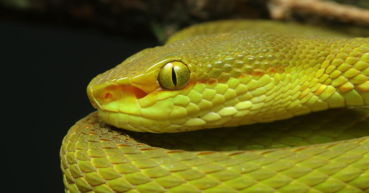 Photographic depiction of the unique Pit Viper, locally called Ular Pit Viper.