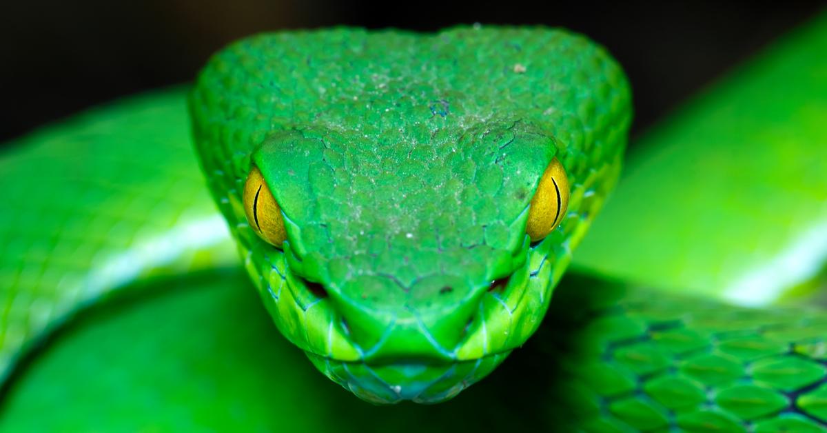 Insightful look at the Pit Viper, known to Indonesians as Ular Pit Viper.