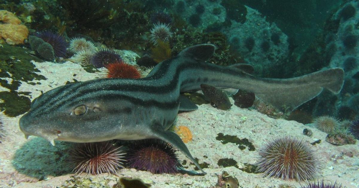 Vivid image of the Pyjama Shark, or Hiu Piyama in Indonesian context.