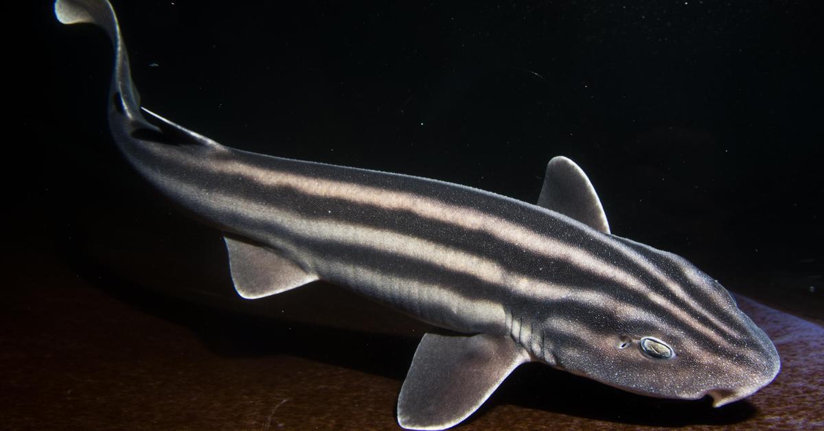 The remarkable Pyjama Shark (Poroderma africanum), a sight to behold.