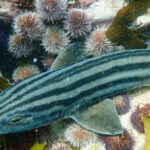 Photogenic Pyjama Shark, scientifically referred to as Poroderma africanum.