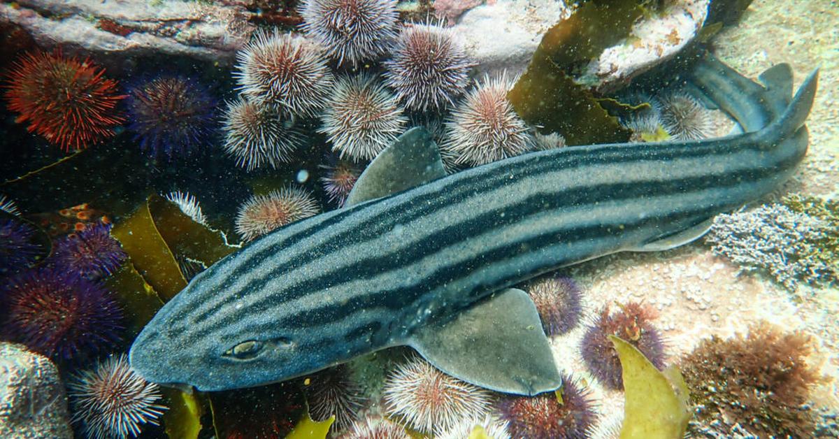 Photogenic Pyjama Shark, scientifically referred to as Poroderma africanum.