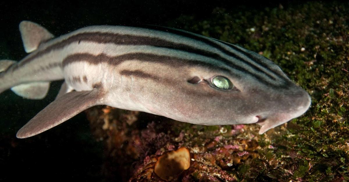 Detailed shot of the Pyjama Shark, or Poroderma africanum, in its natural setting.