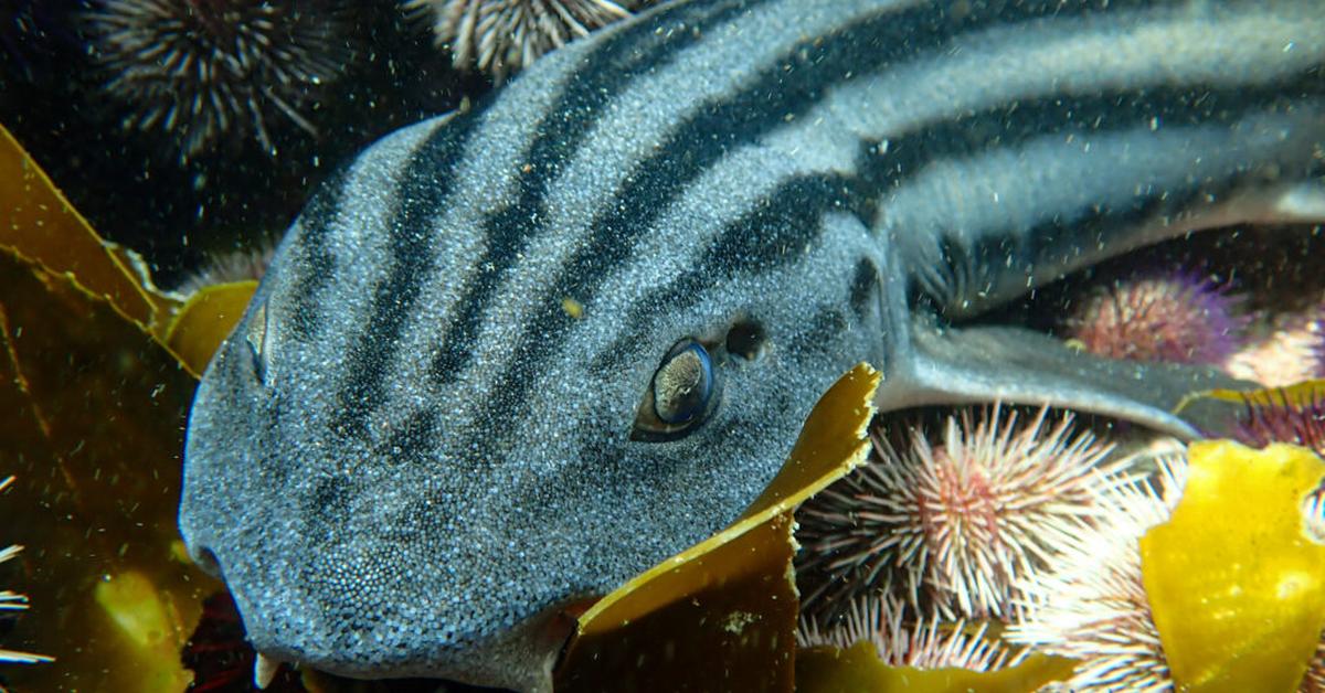 Exquisite image of Pyjama Shark, in Indonesia known as Hiu Piyama.