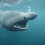 The fascinating Pacific Sleeper Shark, scientifically known as Somniosus pacificus.