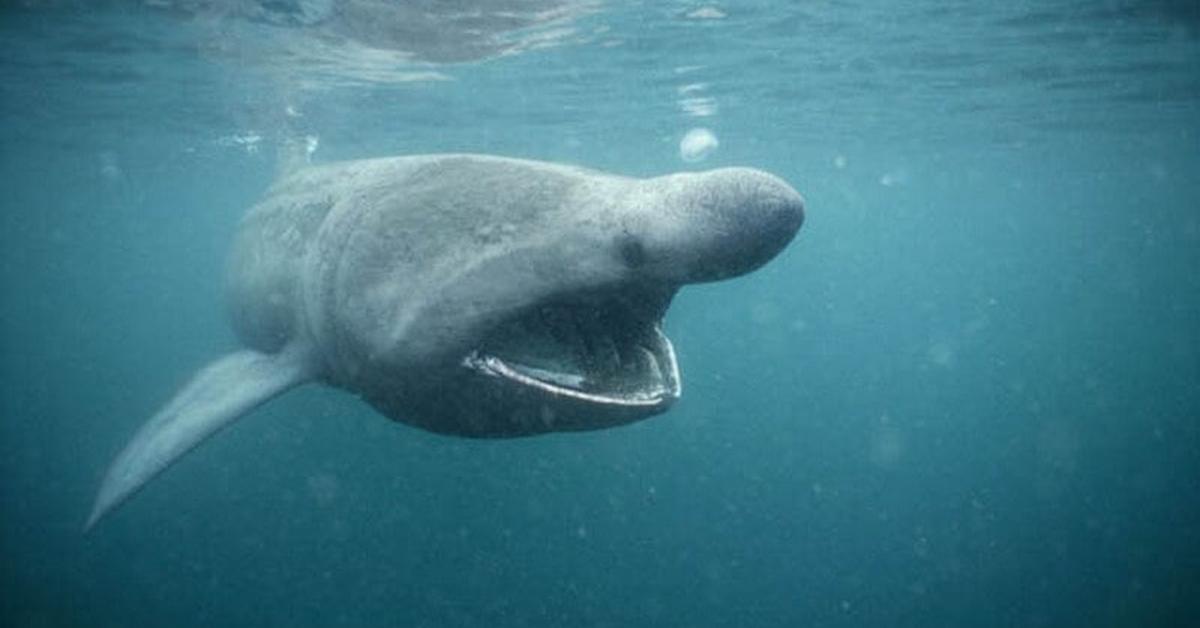 Vibrant snapshot of the Pacific Sleeper Shark, commonly referred to as Hiu Tidur Pasifik in Indonesia.