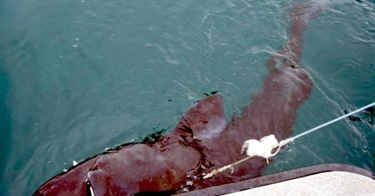 Portrait of a Pacific Sleeper Shark, a creature known scientifically as Somniosus pacificus.