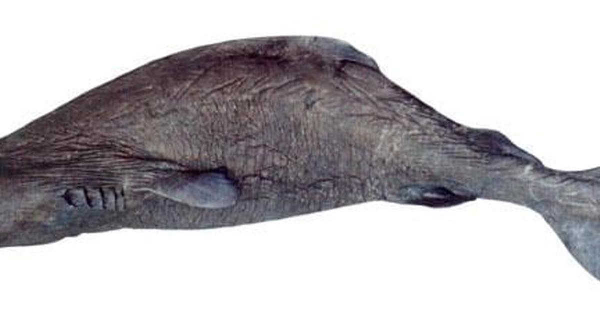 The remarkable Pacific Sleeper Shark (Somniosus pacificus), a sight to behold.