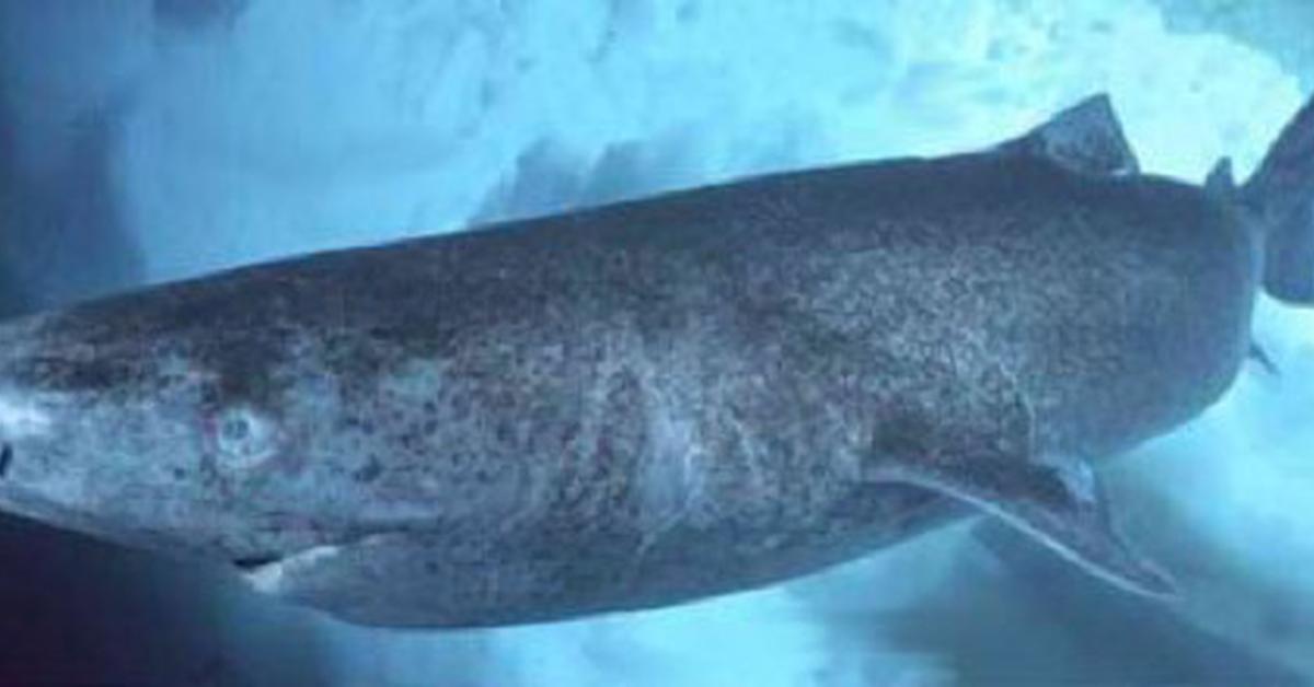 Insightful look at the Pacific Sleeper Shark, known to Indonesians as Hiu Tidur Pasifik.