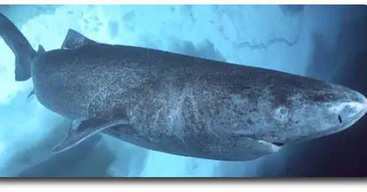 The majestic Pacific Sleeper Shark, also called Hiu Tidur Pasifik in Indonesia, in its glory.