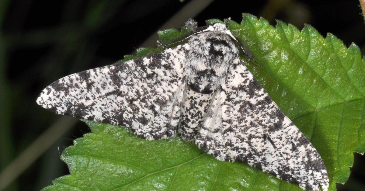 Natural elegance of the Peppered Moth, scientifically termed Biston betularia.