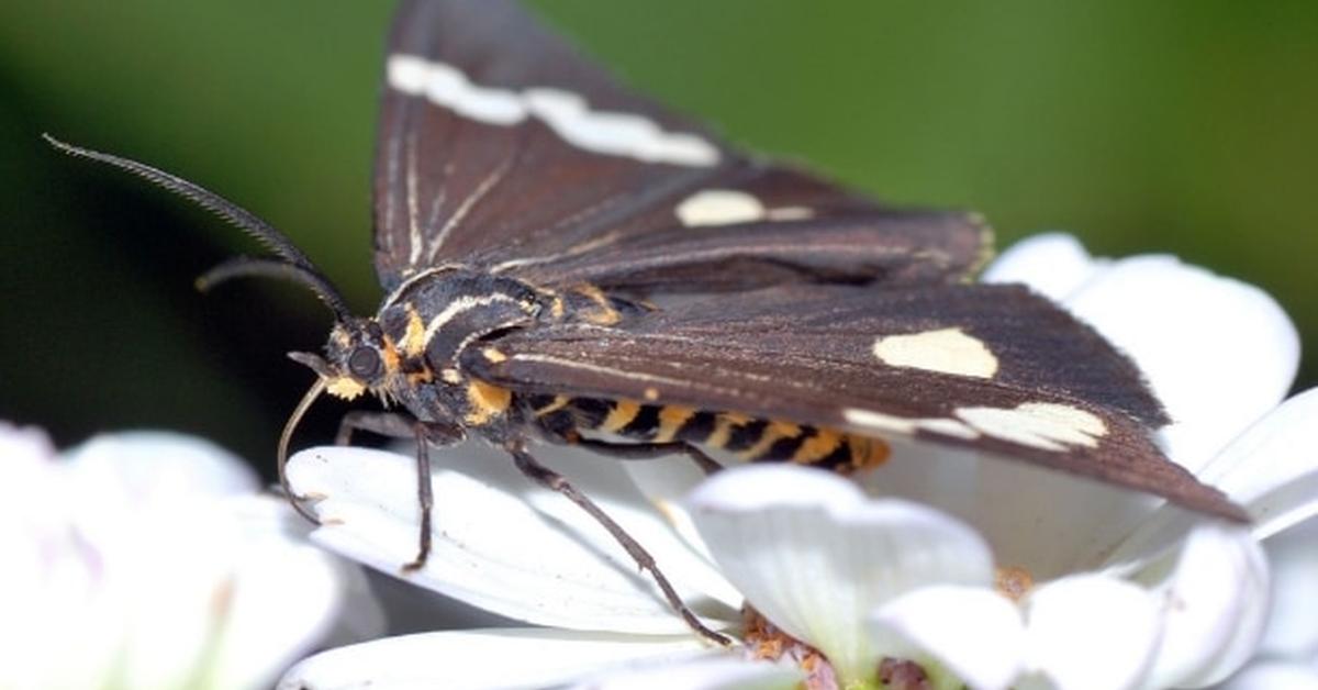 The elegant Peppered Moth (Biston betularia), a marvel of nature.